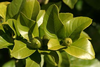 Limonero - Hoja (Citrus limon)