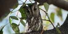 Búho pequeño africano, Namibia
