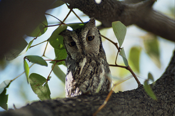 Búho pequeño africano, Namibia