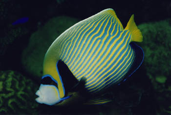 Pez angel emperador (Pomacanthus imperator)