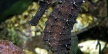 Caballito de mar (Hippocampus hippocampus)