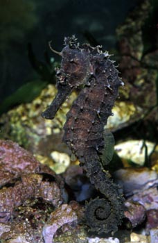 Caballito de mar (Hippocampus hippocampus)