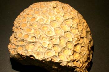 Acervularia ananas (Coral) Devónico