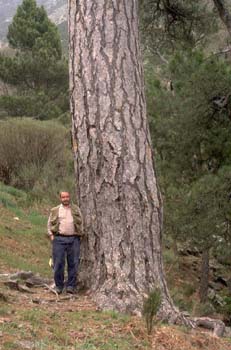 Pino negral (Pinus nigra)