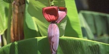 Platanera (Musa acuminata)