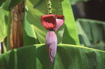 Platanera (Musa acuminata)