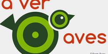 A ver aves