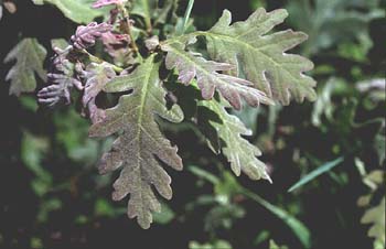 Rebollo / melojo - Hoja (Quercus pyrenaica)