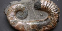 Ancyloceras sp. (Ammonites) Cretácico