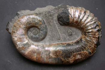 Ancyloceras sp. (Ammonites) Cretácico