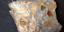 Selenopeltis gallica (Trilobites) Ordovícico