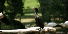 Cormorán grande (Phalacrocorax carbo)