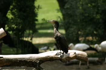 Cormorán grande (Phalacrocorax carbo)