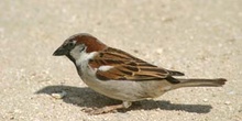 Gorrión comun (Passer domesticus)