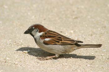 Gorrión comun (Passer domesticus)