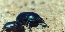 Geotrupes stercorarius