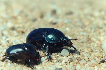 Geotrupes stercorarius