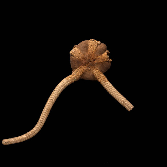 IES_ISABELLACATOLICA_BIOLOGIA_514