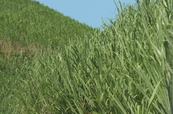 Plantación de caña de azúcar, Pernambuco, Brasil