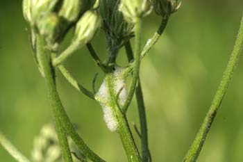 Cigarra espumadora (Philaenus sp)