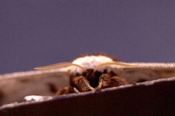 Pavón nocturno (Saturnia pyri)