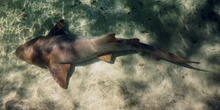 Tiburón de manglar (Galeomorpho)