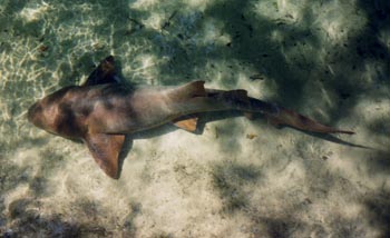 Tiburón de manglar (Galeomorpho)