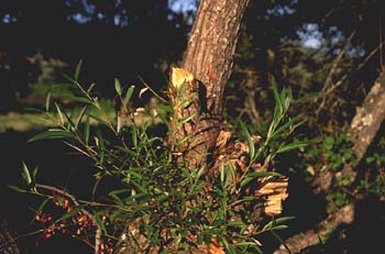 Sauce blanco - Hojas (Salix alba)