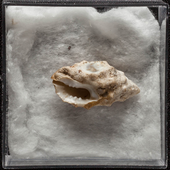 IES_ISABELLACATOLICA_BIOLOGIA_342