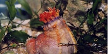 Holoturia tricolor (Pseudocolochirus sp.)