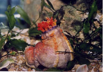 Holoturia tricolor (Pseudocolochirus sp.)