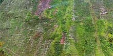 Vista de ladera llena de campos de cultivo, Irian Jaya, Indonesi