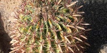 Ferocactus latispinus