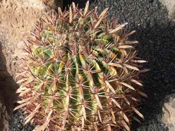 Ferocactus latispinus