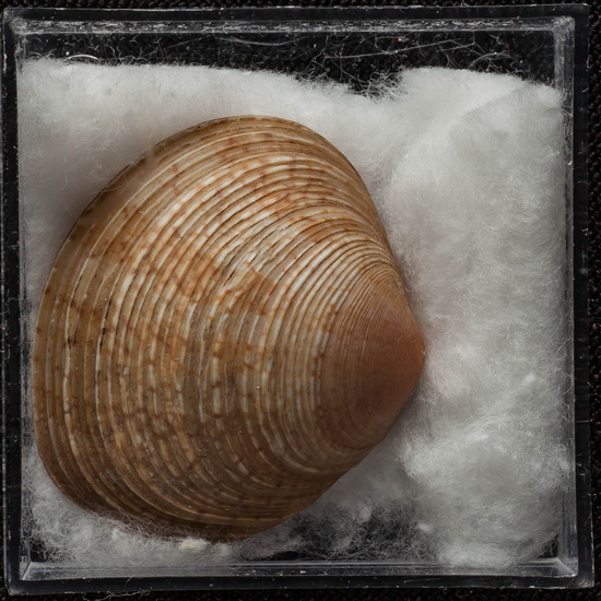 IES_ISABELLACATOLICA_BIOLOGIA_414