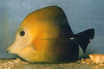 Pez cirujano (Zebrasoma scopas)