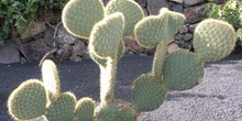 Opuntia scheerii