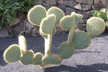 Opuntia scheerii