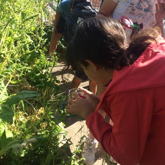 2019_06_11_4º observa insectos en el huerto_CEIP FDLR_Las Rozas 31