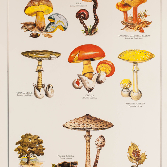 IES_CARDENALCISNEROS_BOTÁNICA_II_LÁMINAS_122