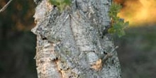 Alcornoque - Tronco (Quercus suber)