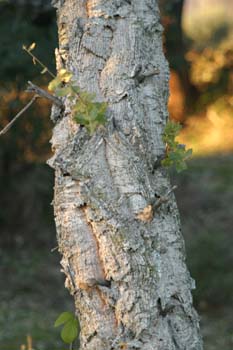 Alcornoque - Tronco (Quercus suber)