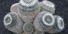 Mammillaria duoformis