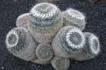 Mammillaria duoformis