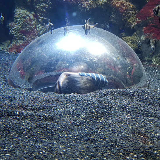 Aquarium Xanadú II 3ºB  17