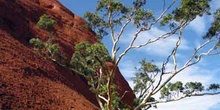 Silueta de los Olgas con eucalipto blanco, Parque Nacional Uluru