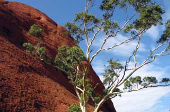 Silueta de los Olgas con eucalipto blanco, Parque Nacional Uluru