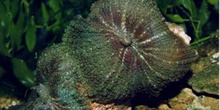 Anémona de disco (Actinodiscus sp.)