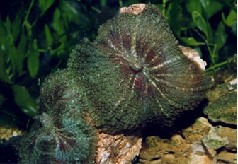 Anémona de disco (Actinodiscus sp.)