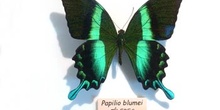 Papilio blumei (Islas Célebes)